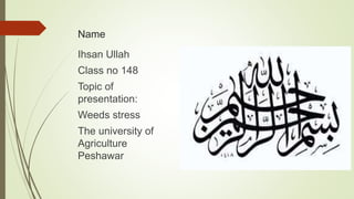 Name
Ihsan Ullah
Class no 148
Topic of
presentation:
Weeds stress
The university of
Agriculture
Peshawar
 