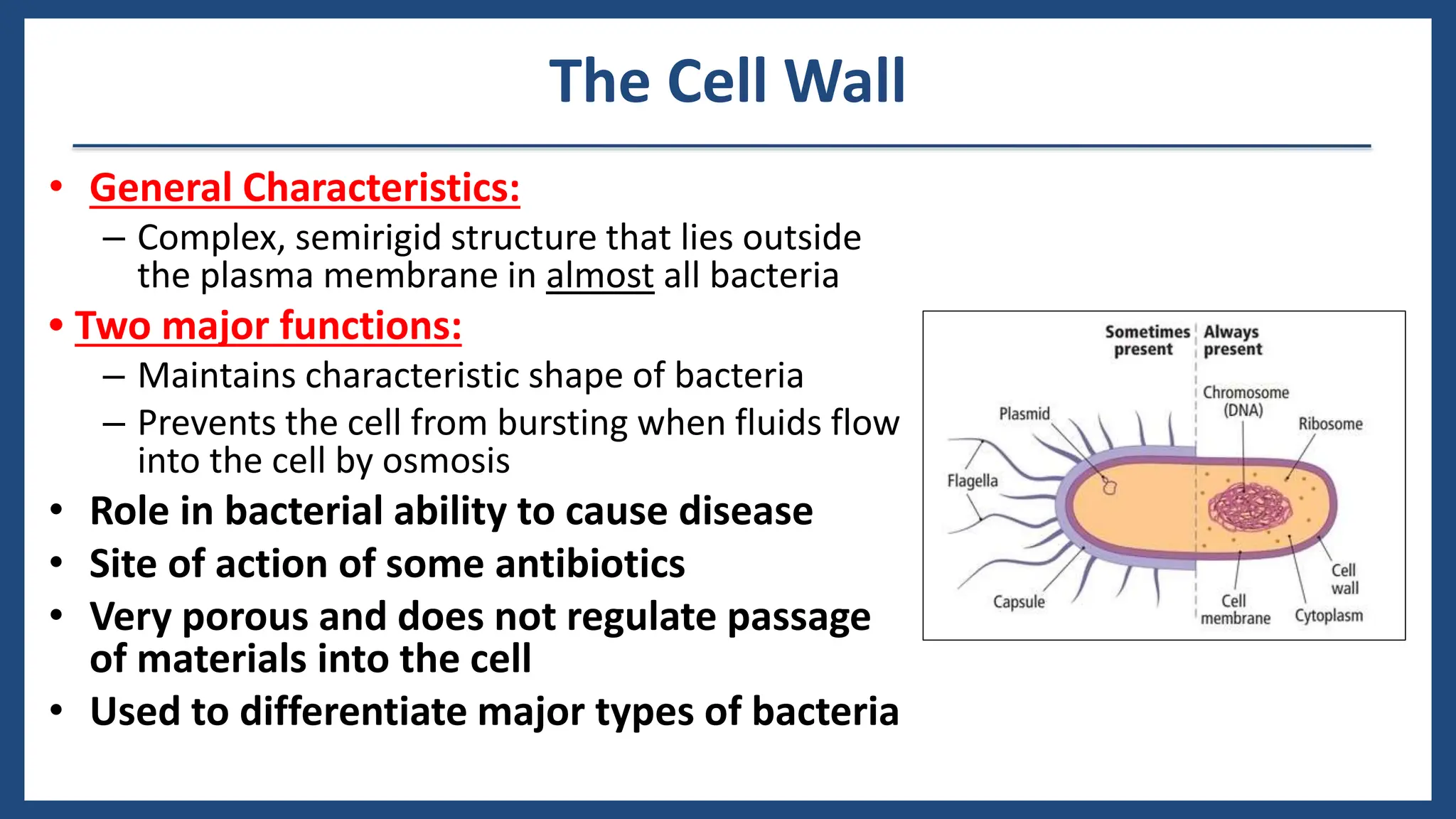 Functional Anatomy Of Prokaryotic And Eukaryotic Cells Prokaryotic Vs.