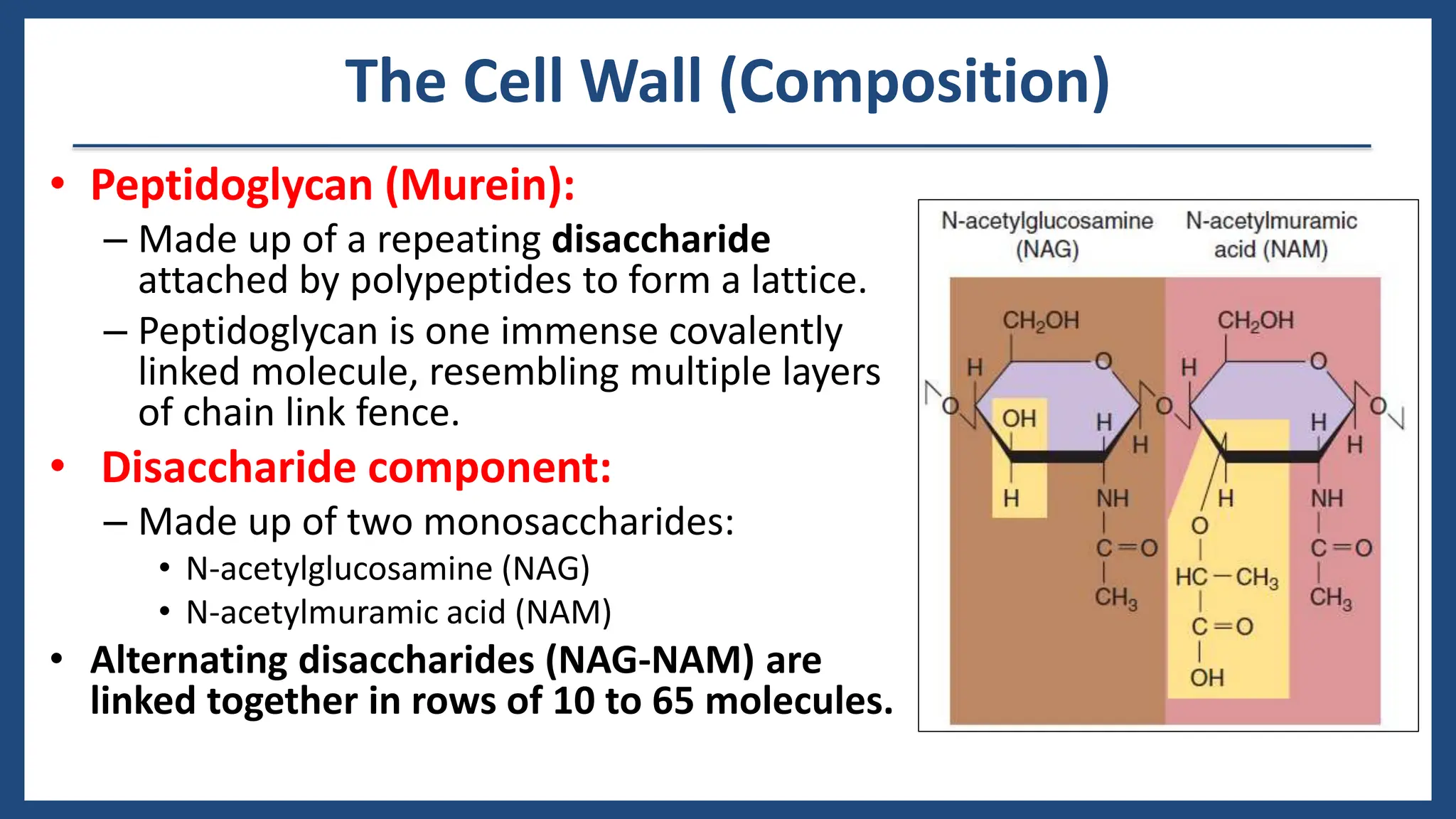 Functional Anatomy Of Prokaryotic And Eukaryotic Cells Prokaryotic Vs.