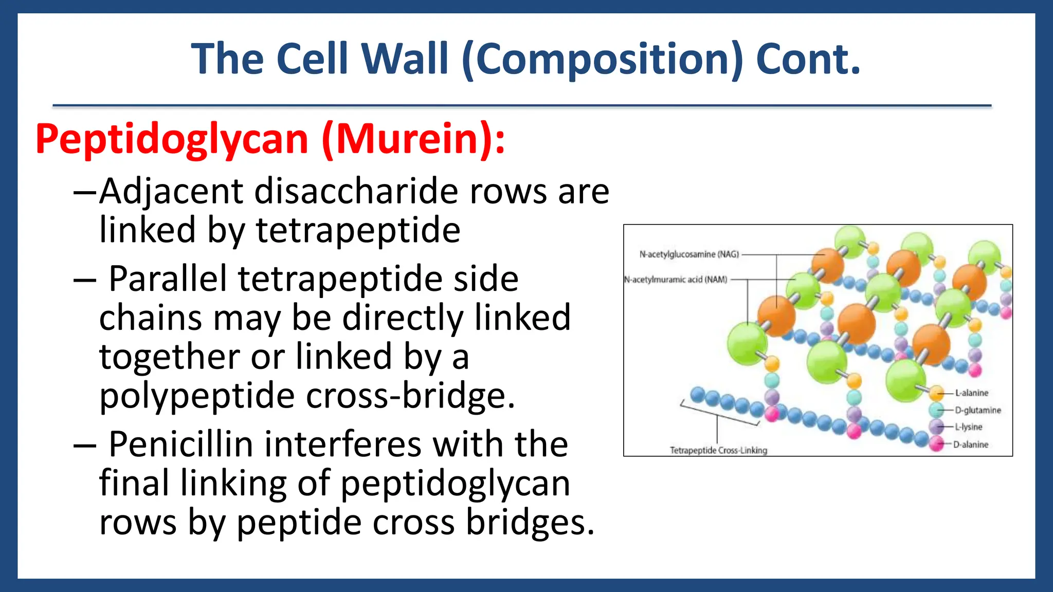 Functional Anatomy Of Prokaryotic And Eukaryotic Cells Prokaryotic Vs.