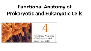Functional Anatomy of
Prokaryotic and Eukaryotic Cells
 