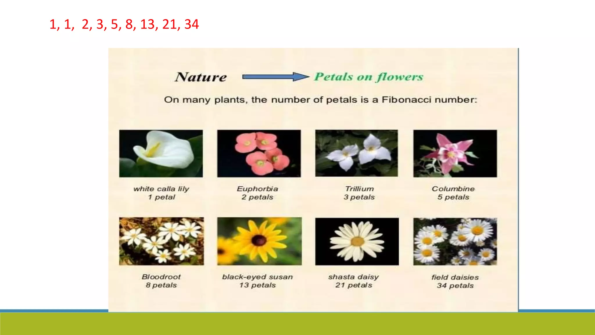 1, 1, 2, 3, 5, 8, 13, 21, 34
 