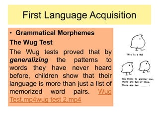 First Language Acquisition
• Grammatical Morphemes
The Wug Test
The Wug tests proved that by
generalizing the patterns to
words they have never heard
before, children show that their
language is more than just a list of
memorized word pairs. Wug
Test.mp4wug test 2.mp4
 