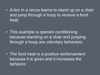 • A lion in a circus learns to stand up on a chair
and jump through a hoop to receive a food
treat.
• This example is operant conditioning
because standing on a chair and jumping
through a hoop are voluntary behaviors.
• The food treat is a positive reinforcement
because it is given and it increases the
behavior.
 