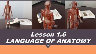 Lesson 1.6
LANGUAGE OF ANATOMY
 