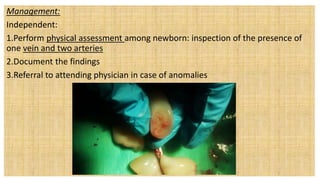 Management:
Independent:
1.Perform physical assessment among newborn: inspection of the presence of
one vein and two arteries
2.Document the findings
3.Referral to attending physician in case of anomalies
 
