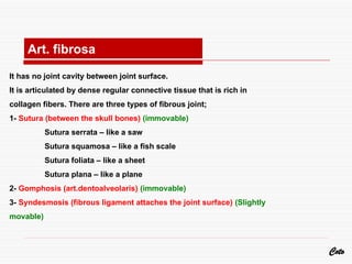 It has no joint cavity between joint surface.
It is articulated by dense regular connective tissue that is rich in
collagen fibers. There are three types of fibrous joint;
1- Sutura (between the skull bones) (immovable)
Sutura serrata – like a saw
Sutura squamosa – like a fish scale
Sutura foliata – like a sheet
Sutura plana – like a plane
2- Gomphosis (art.dentoalveolaris) (immovable)
3- Syndesmosis (fibrous ligament attaches the joint surface) (Slightly
movable)
Coto
Art. fibrosa
 