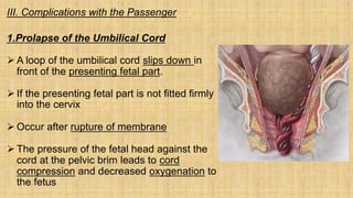 III. Complications with the Passenger
1.Prolapse of the Umbilical Cord
 A loop of the umbilical cord slips down in
front of the presenting fetal part.
 If the presenting fetal part is not fitted firmly
into the cervix
 Occur after rupture of membrane
 The pressure of the fetal head against the
cord at the pelvic brim leads to cord
compression and decreased oxygenation to
the fetus
 