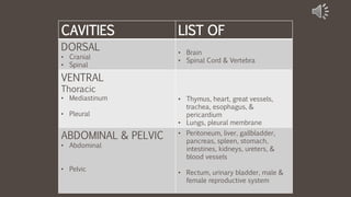 CAVITIES LIST OF
DORSAL
• Cranial
• Spinal
• Brain
• Spinal Cord & Vertebra
VENTRAL
Thoracic
• Mediastinum
• Pleural
• Thymus, heart, great vessels,
trachea, esophagus, &
pericardium
• Lungs, pleural membrane
ABDOMINAL & PELVIC
• Abdominal
• Pelvic
• Peritoneum, liver, gallbladder,
pancreas, spleen, stomach,
intestines, kidneys, ureters, &
blood vessels
• Rectum, urinary bladder, male &
female reproductive system
 