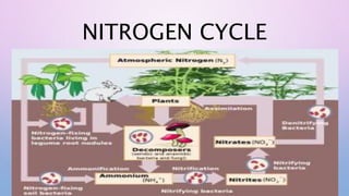 NITROGEN CYCLE
 
