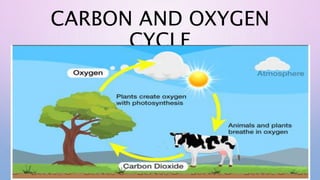 CARBON AND OXYGEN
CYCLE
 