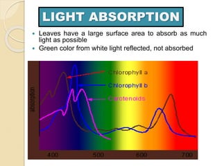 Define Light Absorption Week 1.ppt
