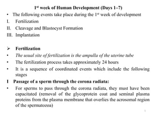 1st week of Human Development (Days 1–7)
• The following events take place during the 1st week of development
I. Fertilization
II. Cleavage and Blastocyst Formation
III. Implantation

•
•
•

Fertilization
The usual site of fertilization is the ampulla of the uterine tube
The fertilization process takes approximately 24 hours
It is a sequence of coordinated events which include the following
stages
I Passage of a sperm through the corona radiata:
• For sperms to pass through the corona radiata, they must have been
capacitated (removal of the glycoprotein coat and seminal plasma
proteins from the plasma membrane that overlies the acrosomal region
of the spermatozoa)
1

 