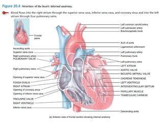 Week 1-5 Anatomy and Physiology of Cardiovascular system_ pdf | PDF