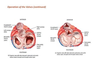 Valve Operation Week 1-5 Anatomy and Physiology of Cardiovascular system_ pdf | PDF