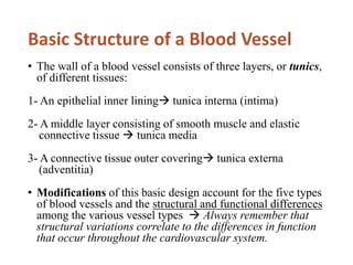 Week 1-5 Anatomy and Physiology of Cardiovascular system_ pdf | PDF