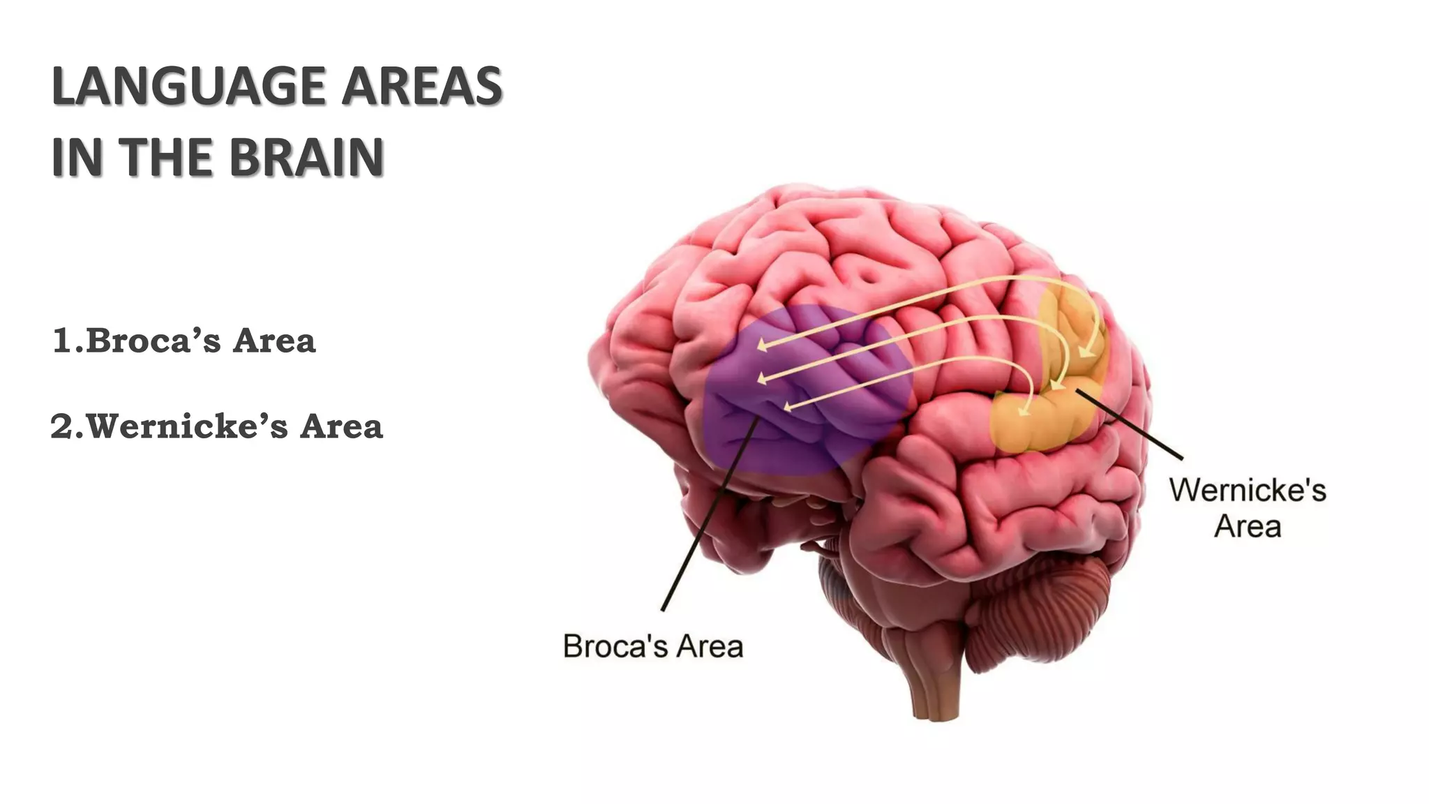 LANGUAGE AREAS
IN THE BRAIN
1.Broca’s Area
2.Wernicke’s Area
 