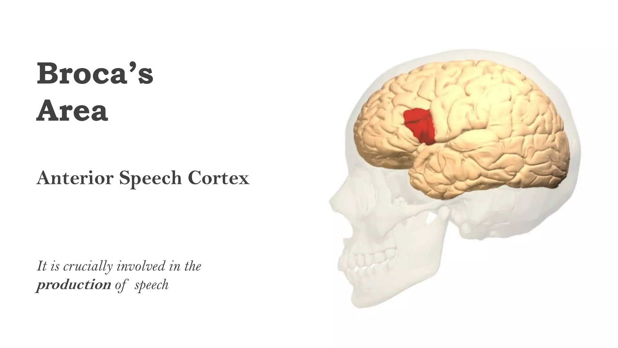 Broca’s
Area
Anterior Speech Cortex
It is crucially involved in the
production of speech
 