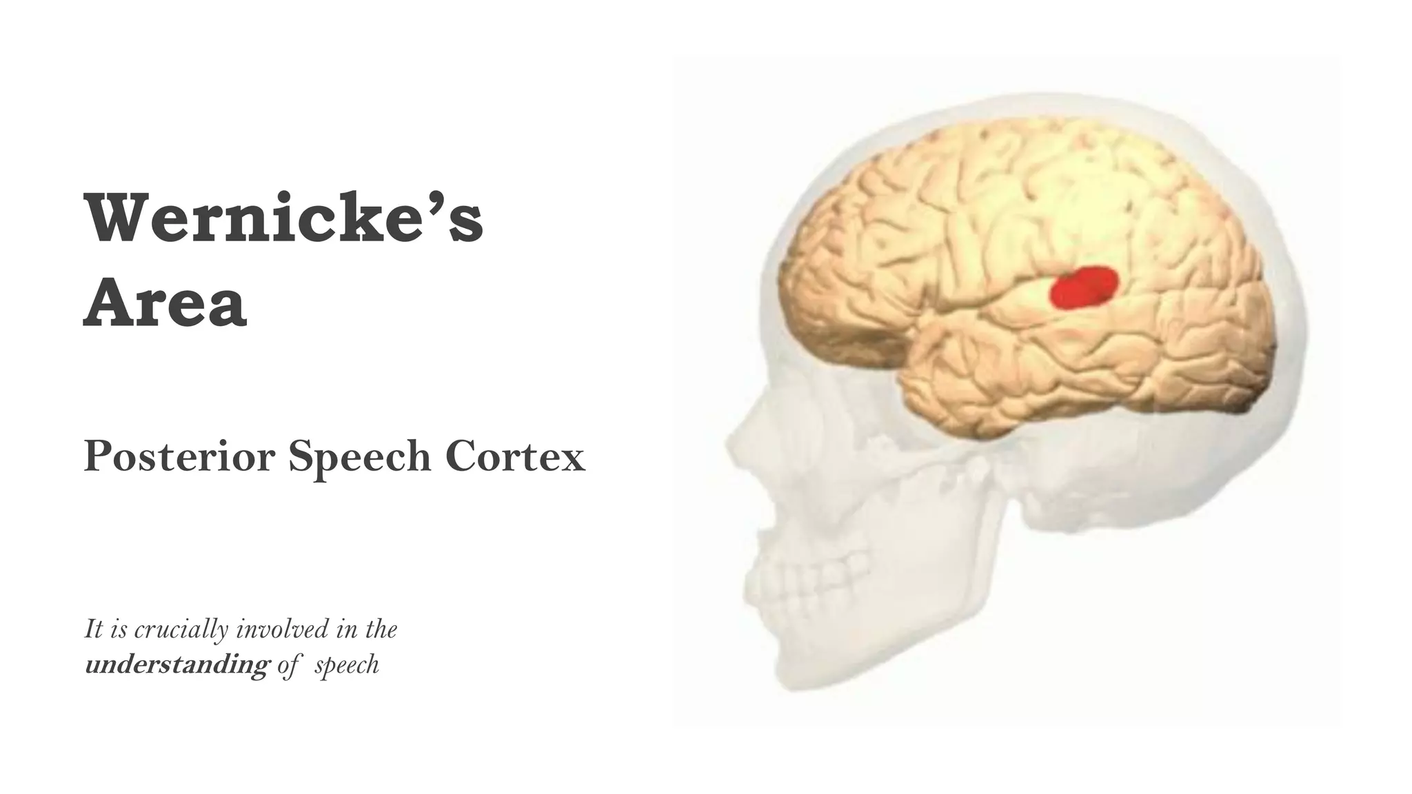 Wernicke’s
Area
Posterior Speech Cortex
It is crucially involved in the
understanding of speech
 