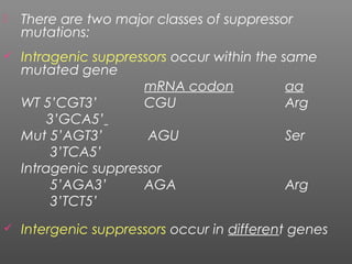  There are two major classes of suppressor
mutations:
 Intragenic suppressors occur within the same
mutated gene
mRNA codon aa
WT 5’CGT3’ CGU Arg
3’GCA5’
Mut 5’AGT3’ AGU Ser
3’TCA5’
Intragenic suppressor
5’AGA3’ AGA Arg
3’TCT5’
 Intergenic suppressors occur in different genes
 