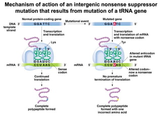 Mechanism of action of an intergenic nonsense suppressorMechanism of action of an intergenic nonsense suppressor
mutation that results from mutation of a tRNA genemutation that results from mutation of a tRNA gene
 