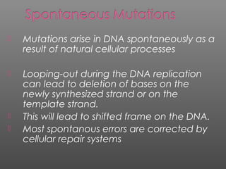  Mutations arise in DNA spontaneously as a
result of natural cellular processes
 Looping-out during the DNA replication
can lead to deletion of bases on the
newly synthesized strand or on the
template strand.
 This will lead to shifted frame on the DNA.
 Most spontanous errors are corrected by
cellular repair systems
 
