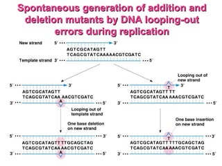 Spontaneous generation of addition andSpontaneous generation of addition and
deletion mutants by DNA looping-outdeletion mutants by DNA looping-out
errors during replicationerrors during replication
 