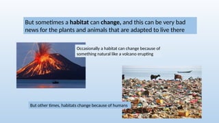 Exploring Habitats and Adaptations: How Plants and Animals Thrive | PPTX