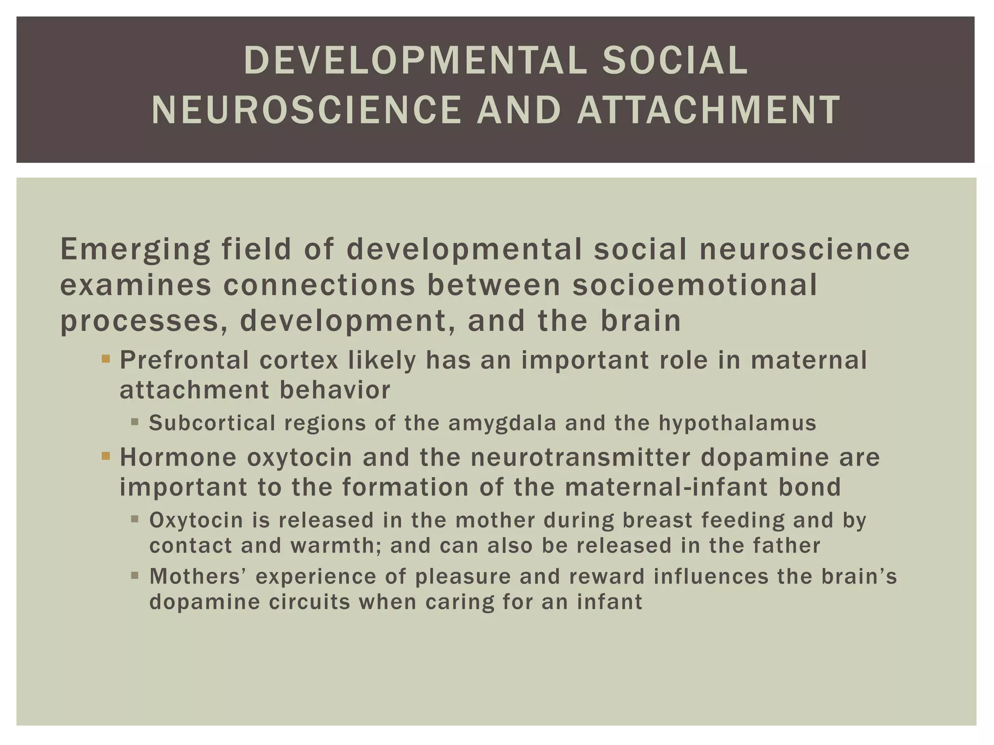 DEVELOPMENTAL SOCIAL
NEUROSCIENCE AND ATTACHMENT
Emerging field of developmental social neuroscience
examines connections between socioemotional
processes, development, and the brain
 Prefrontal cortex likely has an important role in maternal
attachment behavior
 Subcortical regions of the amygdala and the hypothalamus
 Hormone oxytocin and the neurotransmitter dopamine are
important to the formation of the maternal-infant bond
 Oxytocin is released in the mother during breast feeding and by
contact and warmth; and can also be released in the father
 Mothers’ experience of pleasure and reward influences the brain’s
dopamine circuits when caring for an infant
 