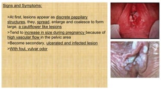 Signs and Symptoms:
 >At first, lesions appear as discrete pappilary
structures, they, spread, enlarge and coalesce to form
large, a cauliflower like lesions
 >Tend to increase in size during pregnancy because of
high vascular flow in the pelvic area
 >Become secondary, ulcerated and infected lesion
 >With foul, vulvar odor
 