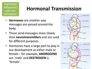 Hormonal
Influences
over our
behaviour

Hormonal Transmission

• Hormones are another way
messages are passed around the
body.
• These send messages more slowly
than neurotransmitters and are used
for different purposes.
• Hormones have a large part to play in
our development as either male or
female – for example, ANDROGENS
are ‘male’ and OESTROGEN is
‘female’.

 