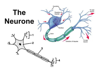 The
Neurone

 