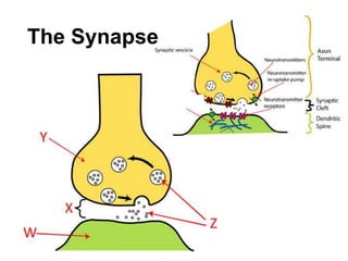 The Synapse

 