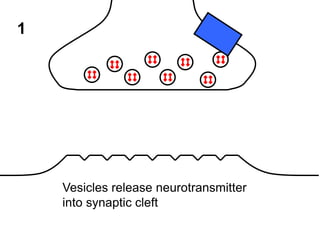 1

Vesicles release neurotransmitter
into synaptic cleft

 