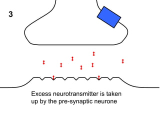 3

Excess neurotransmitter is taken
up by the pre-synaptic neurone

 