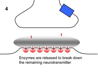 4

Enzymes are released to break down
the remaining neurotransmitter

 