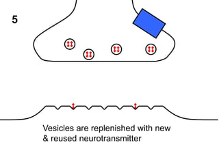 5

Vesicles are replenished with new
& reused neurotransmitter

 