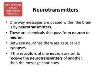 How chemical
activity
mediates out
behaviour.

Neurotransmitters

• One way messages are passed within the brain
is by neurotransmitters.
• These are chemicals that pass from neuron to
neuron.
• Between neurones there are gaps called
synapses.
• If the receptors of one neuron are set to
receive the neurotransmitters of another,
then the message continues.

 