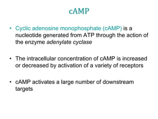 cAMP
• Cyclic adenosine monophosphate (cAMP) is a
nucleotide generated from ATP through the action of
the enzyme adenylate cyclase
• The intracellular concentration of cAMP is increased
or decreased by activation of a variety of receptors
• cAMP activates a large number of downstream
targets
 