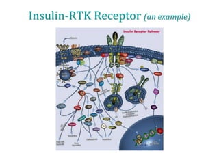 Insulin-RTK Receptor (an example)
 