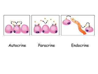 Autocrine Paracrine Endocrine
 