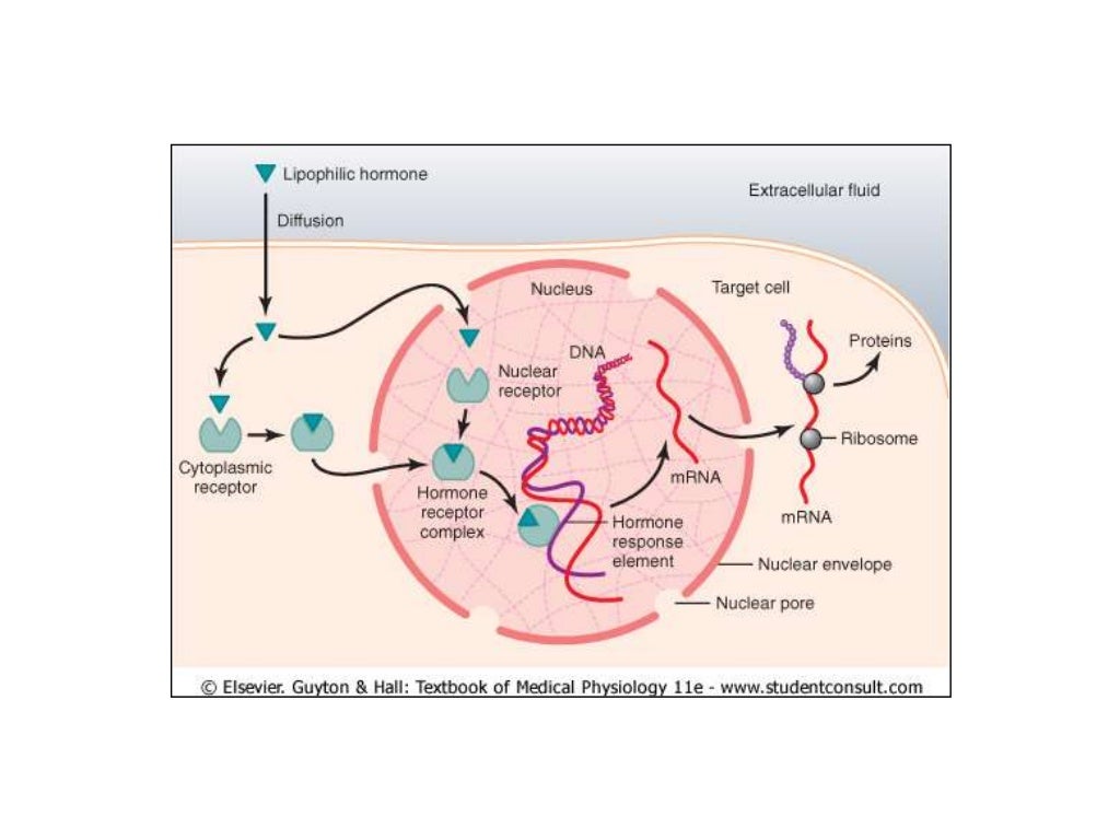signal transduction signal transduction
