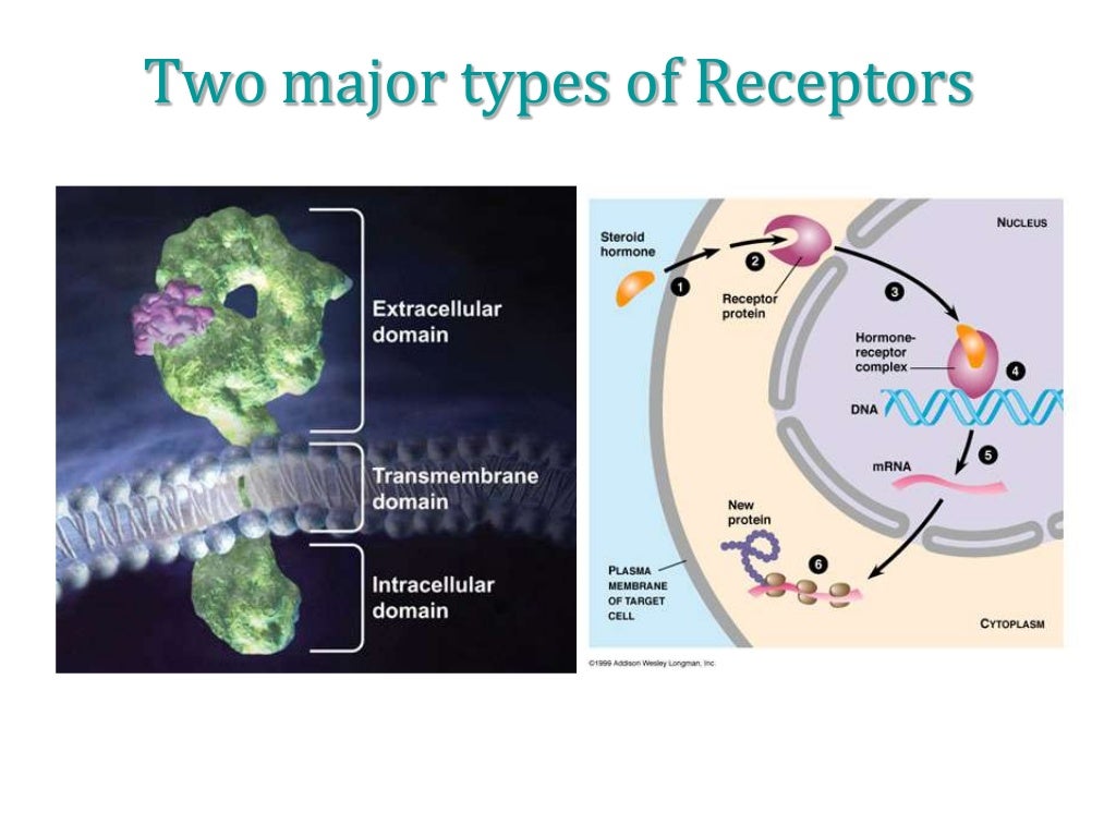 signal transduction