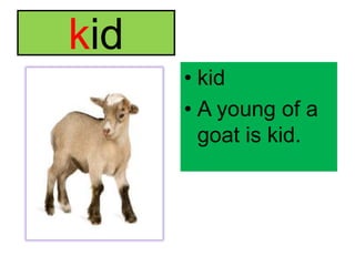 kidkidA young of a goat is kid.