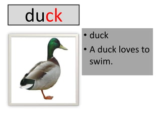 duckduckA duck loves to swim.