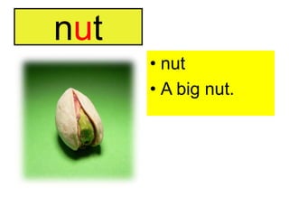 nutnutA big nut.