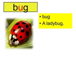bugbugA ladybug.