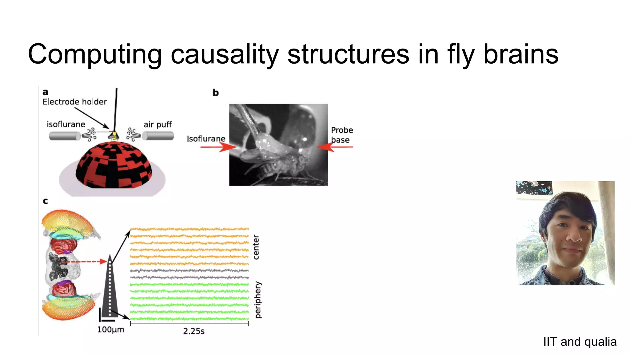 Computing causality structures in fly brains
IIT and qualia
 