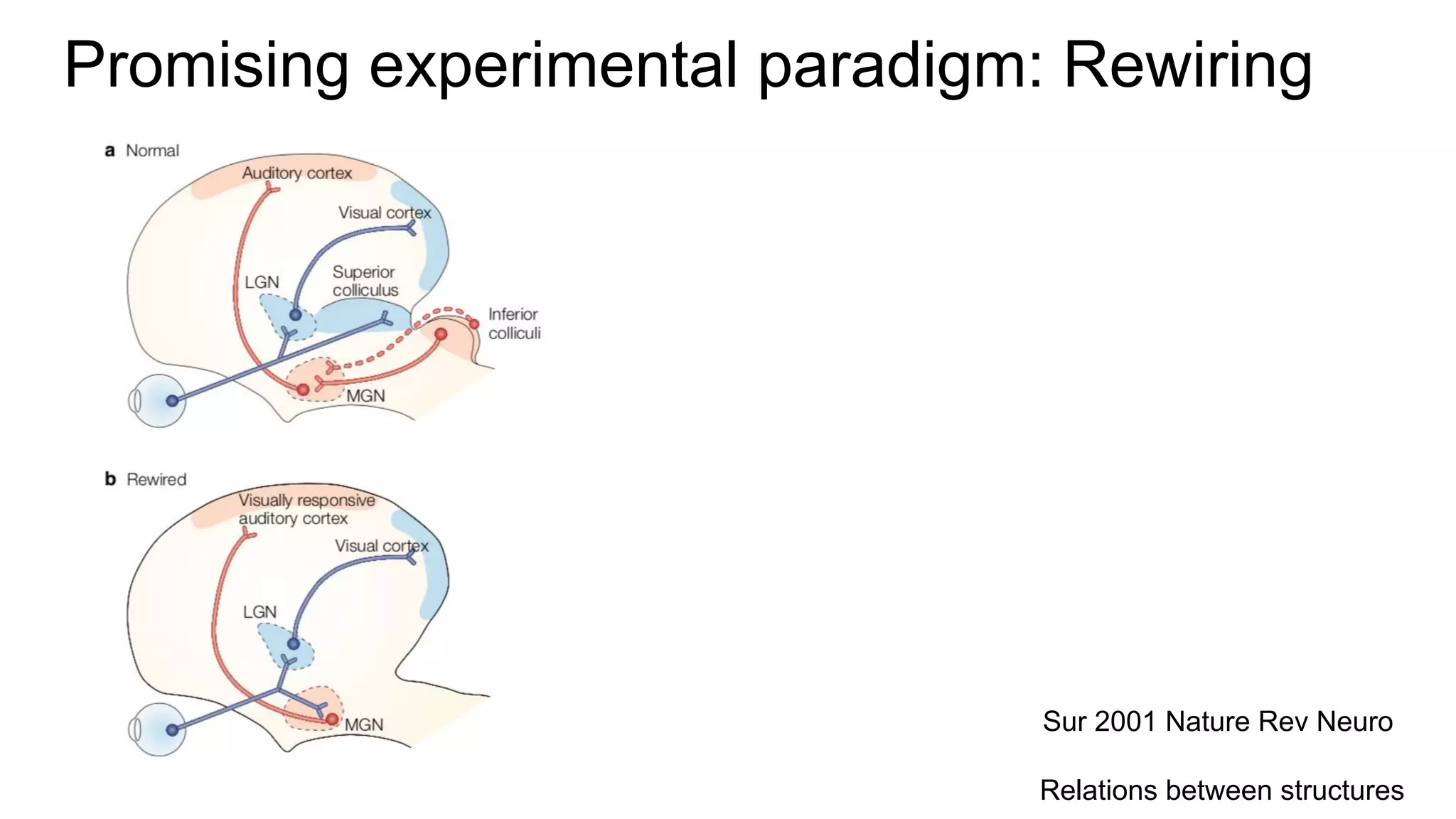 Promising experimental paradigm: Rewiring
Sur 2001 Nature Rev Neuro
Relations between structures
 