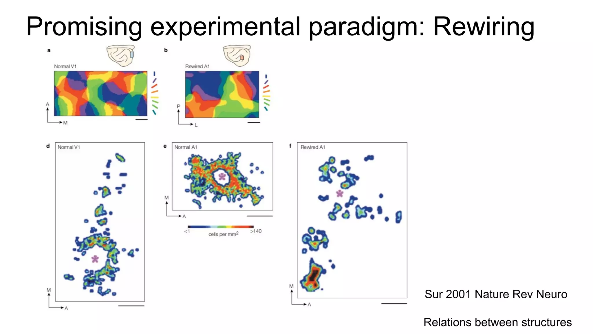Sur 2001 Nature Rev Neuro
Promising experimental paradigm: Rewiring
Relations between structures
 
